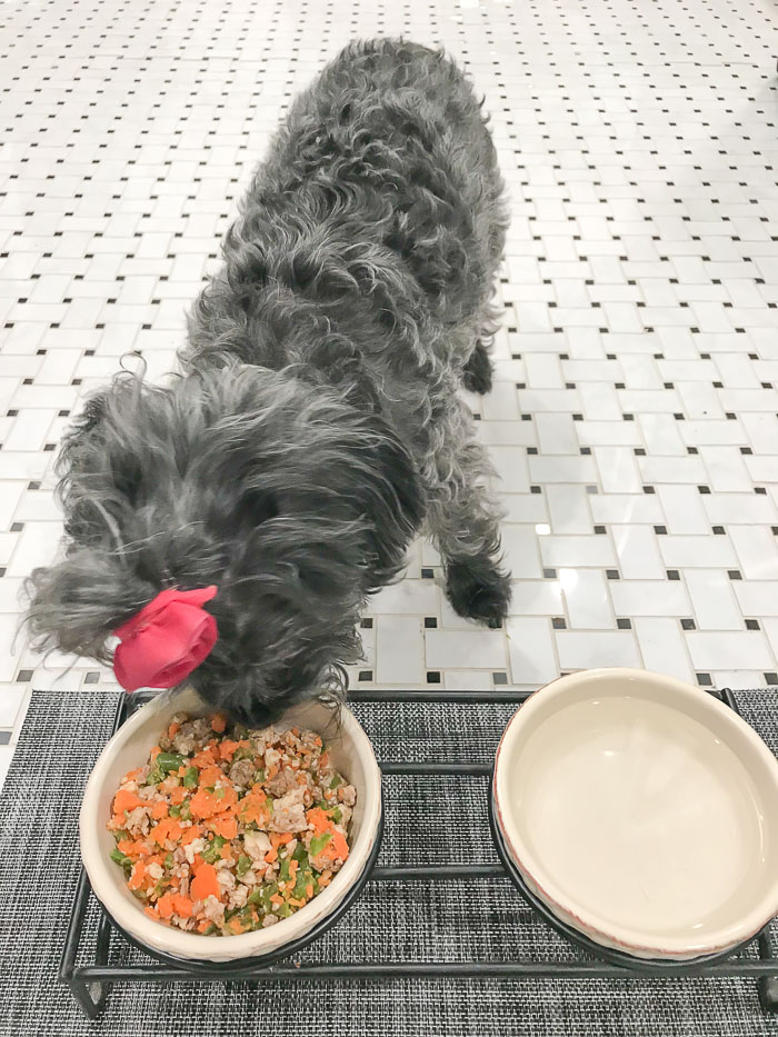 Homemade Dog Food Recipe_Natalie Paramore