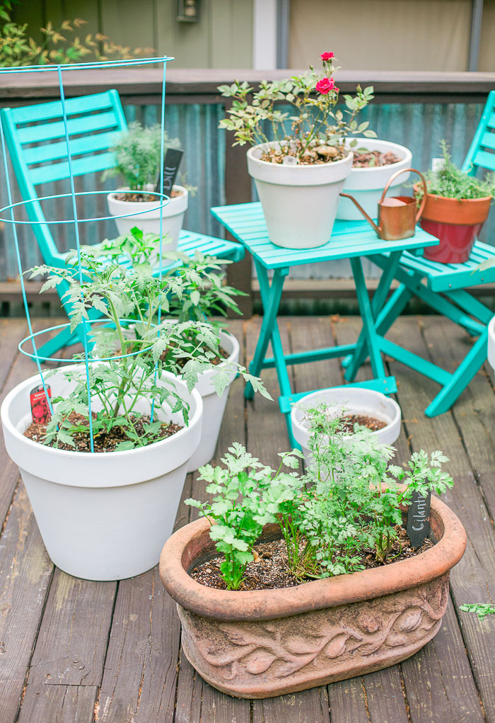 Tips for Your 1st herb garden_Natalie Paramore